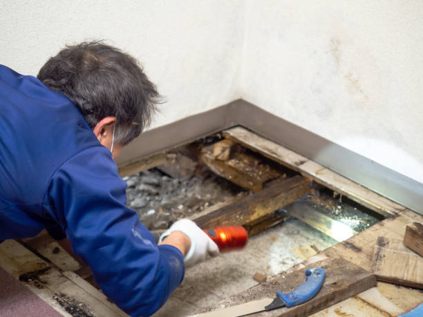 Best Commercial Mold Remediation in Vla Park, IL