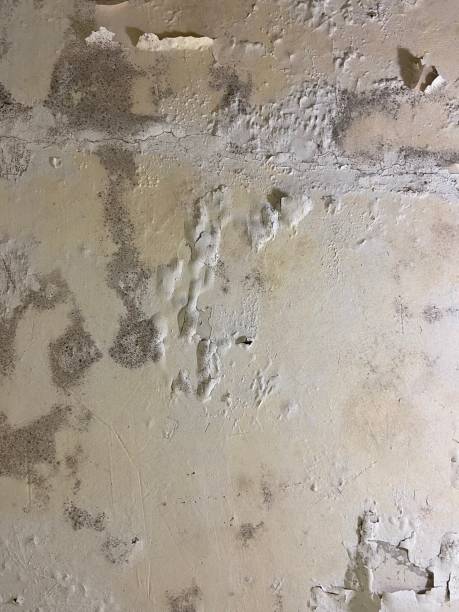 Best Kitchen Mold Remediation in Vla Park, IL