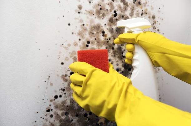 Professional Mold Remediation in Villa Park, IL