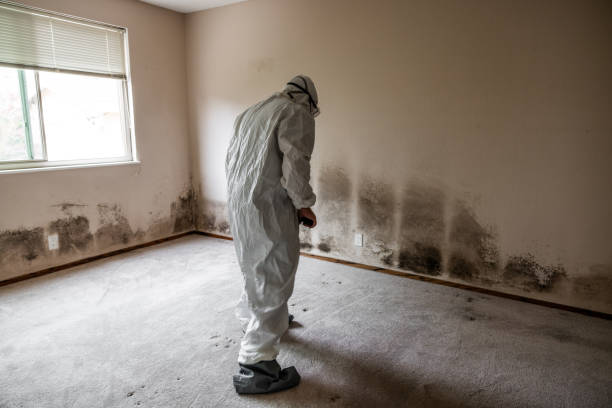 Best Black Mold Remediation in Vla Park, IL
