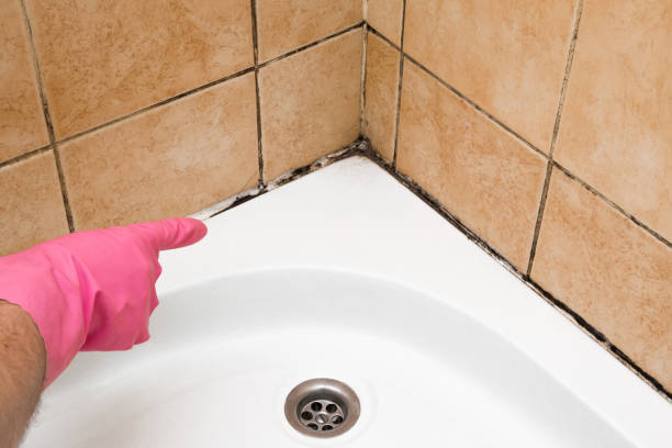 Best White Mold Remediation in Vla Park, IL