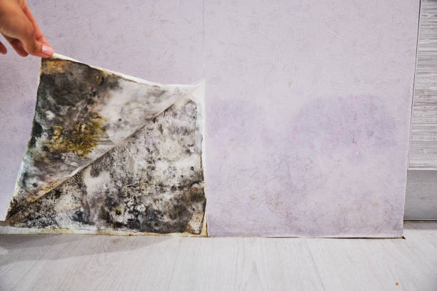 Best Mold Remediation for Schools in Vla Park, IL